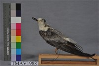 藏品(燕鷗)的圖片